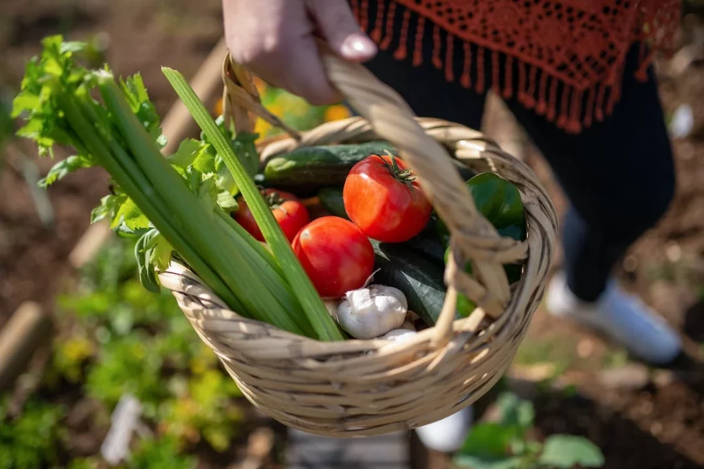 Vegetable basket