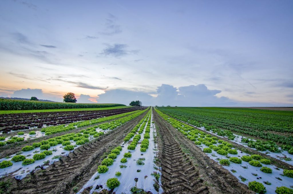 Crop Growth