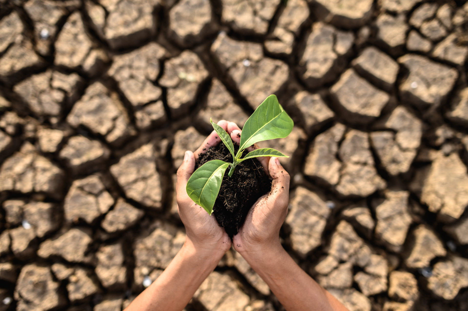 Holding a plant in hands over drought ridden soil or ground